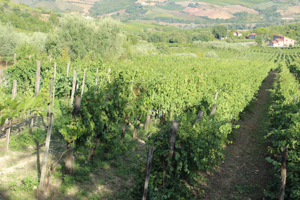 Vigneti Torrecuso La Botte di Bacco