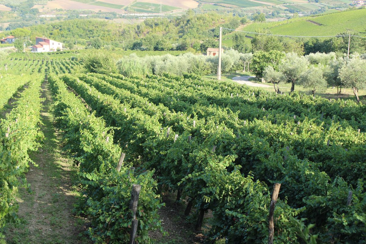 Filari d'uva Torrecuso