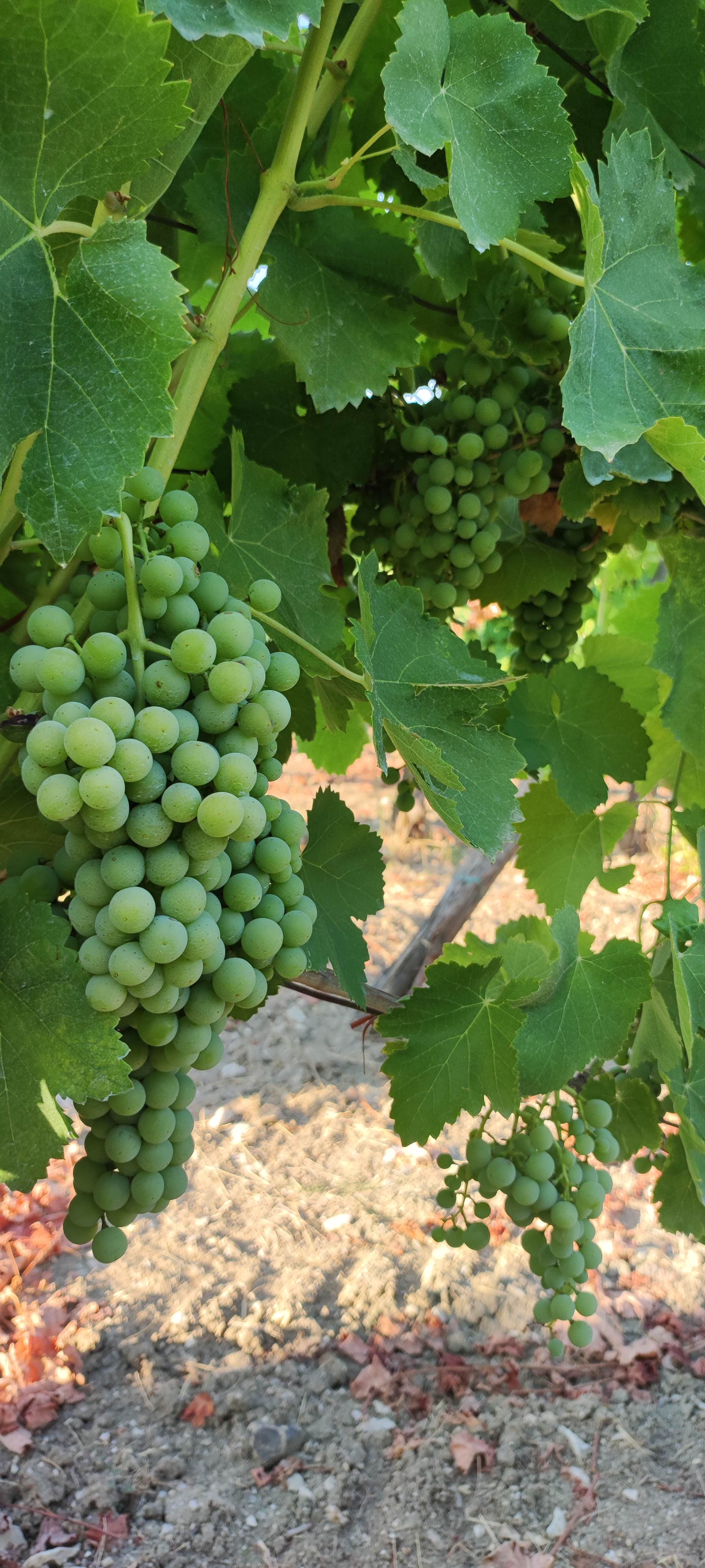 Grappoli di Falanghina e Aglianico maturi